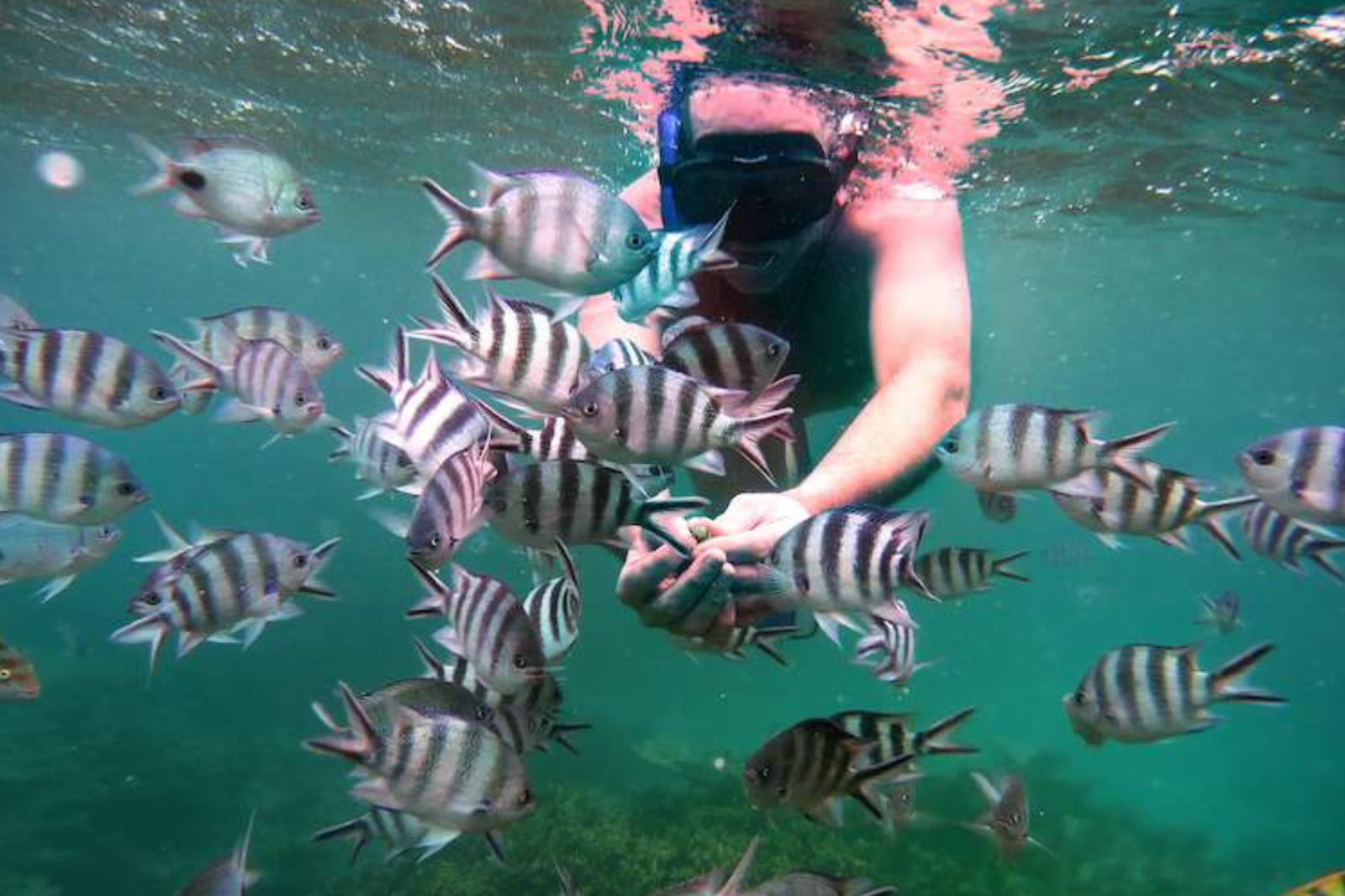 Mosirena speedboat (4)