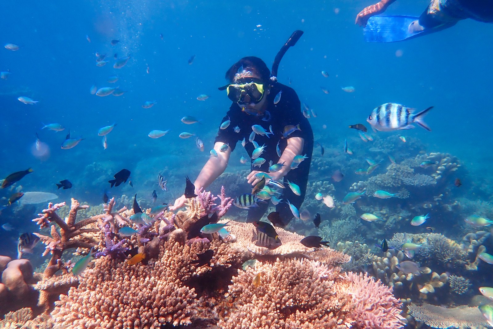 person-snorkeling-with-school-of-fish-over-coral-2026-03-18-04-24-08-utc